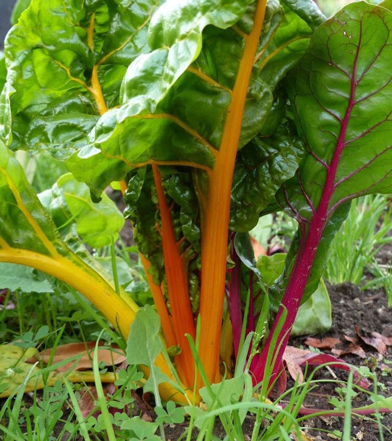 Swiss Chard