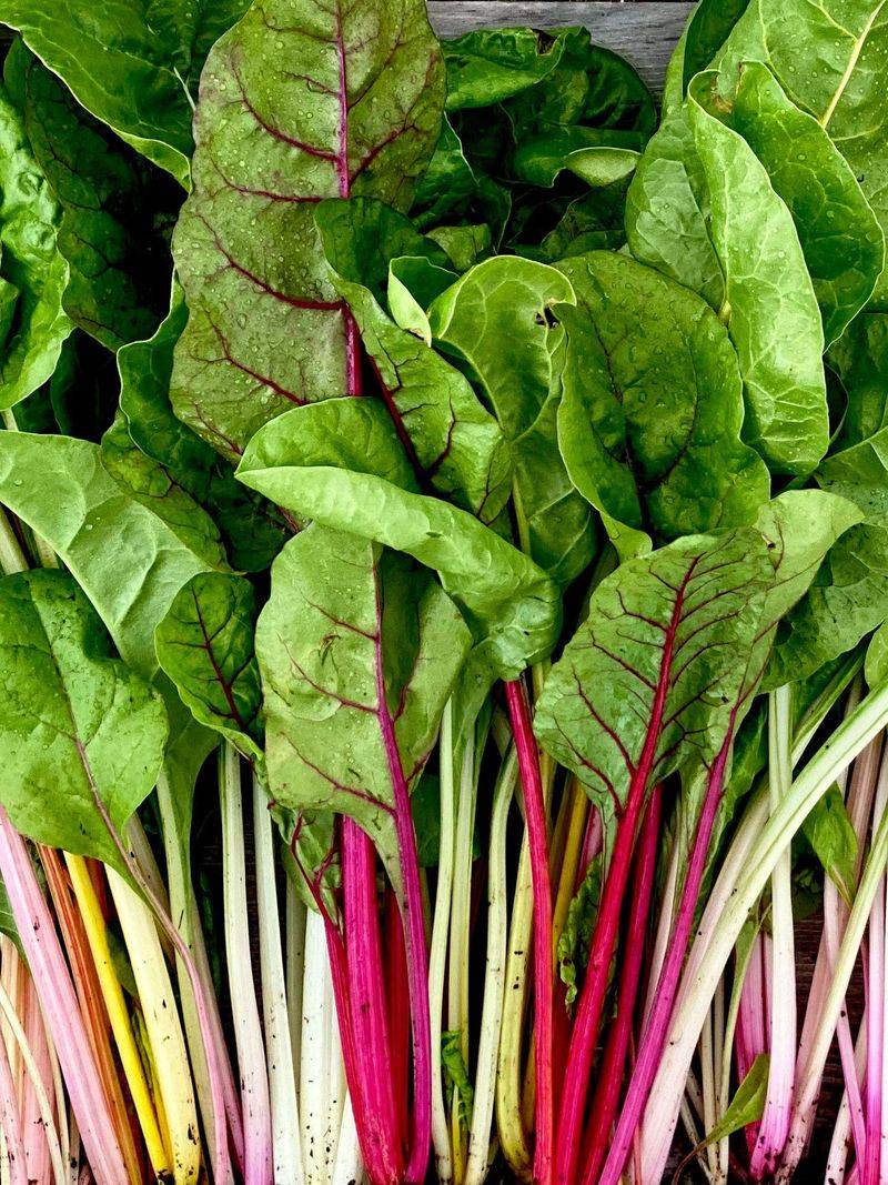 Swiss Chard