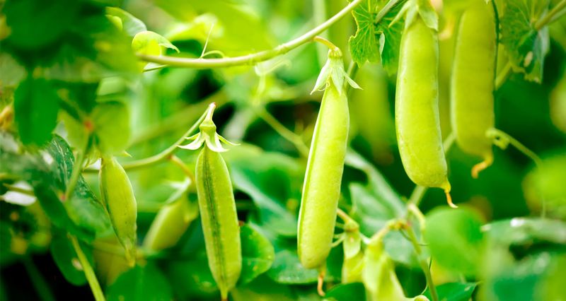 Peas