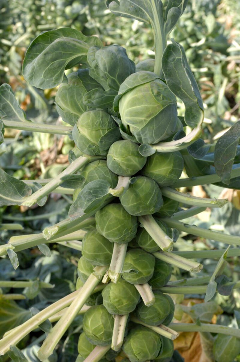 Brussels Sprouts
