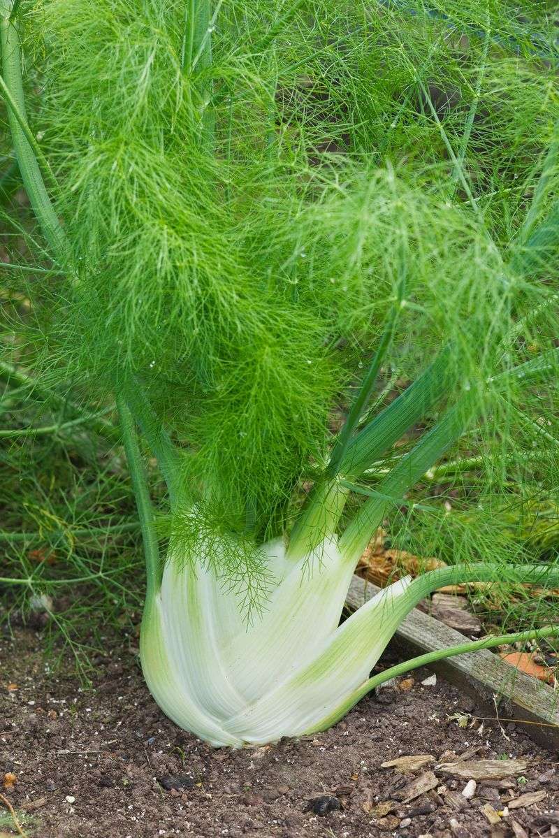 Fennel