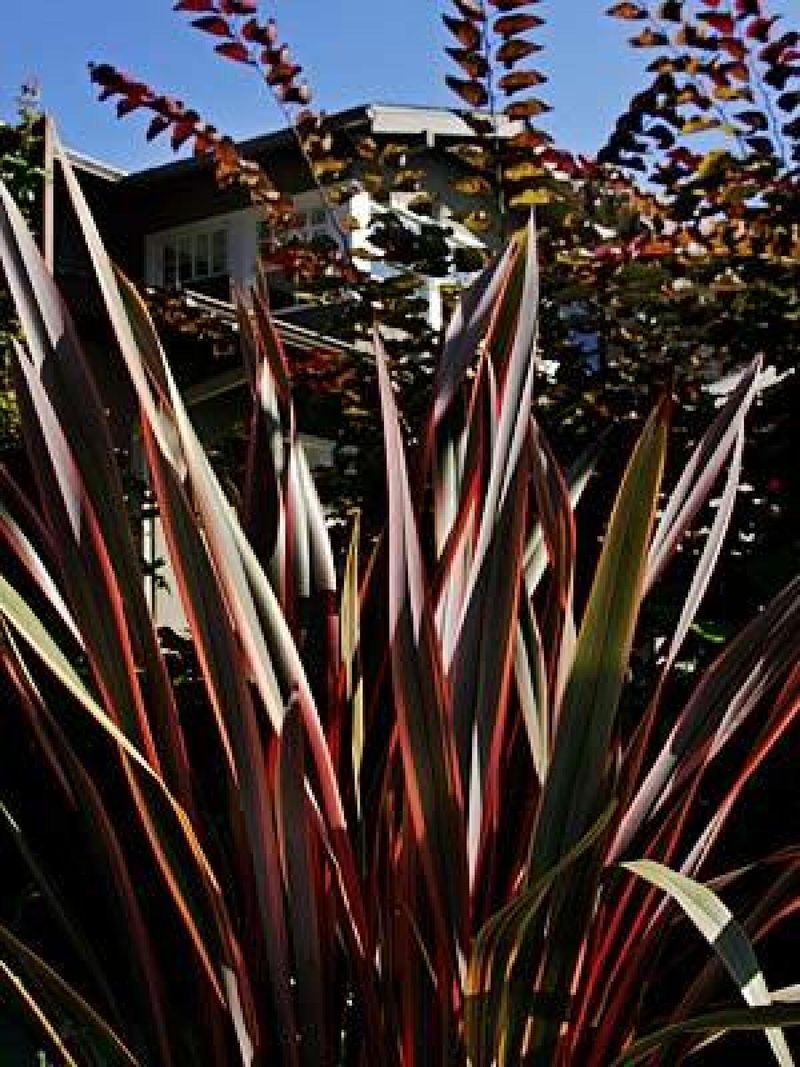 New Zealand Flax