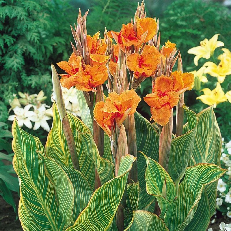 Canna 'Pretoria'