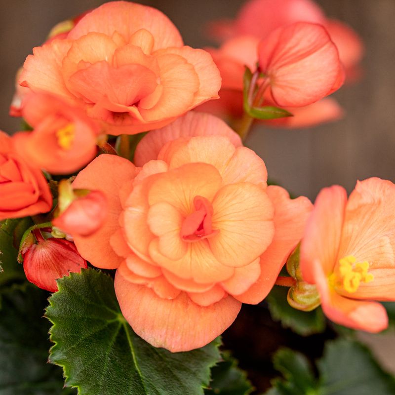 Begonia Solenia