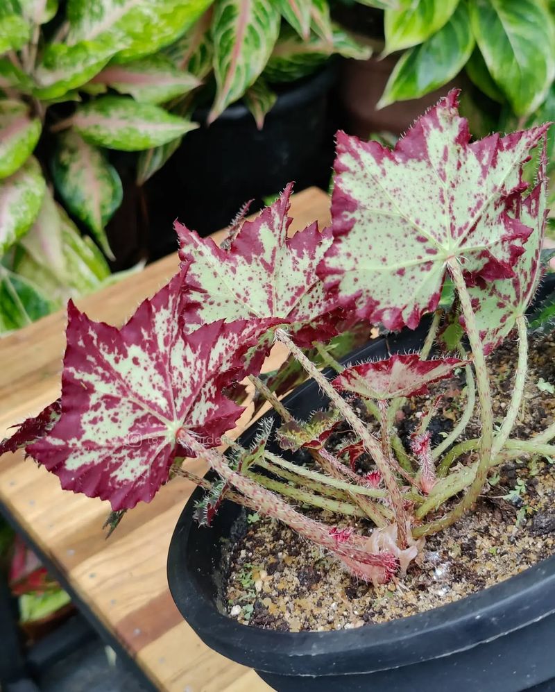 Begonia Cleopatra