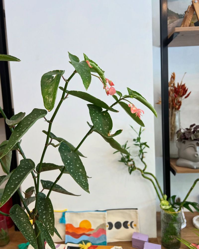 Begonia ‘Tamaya’