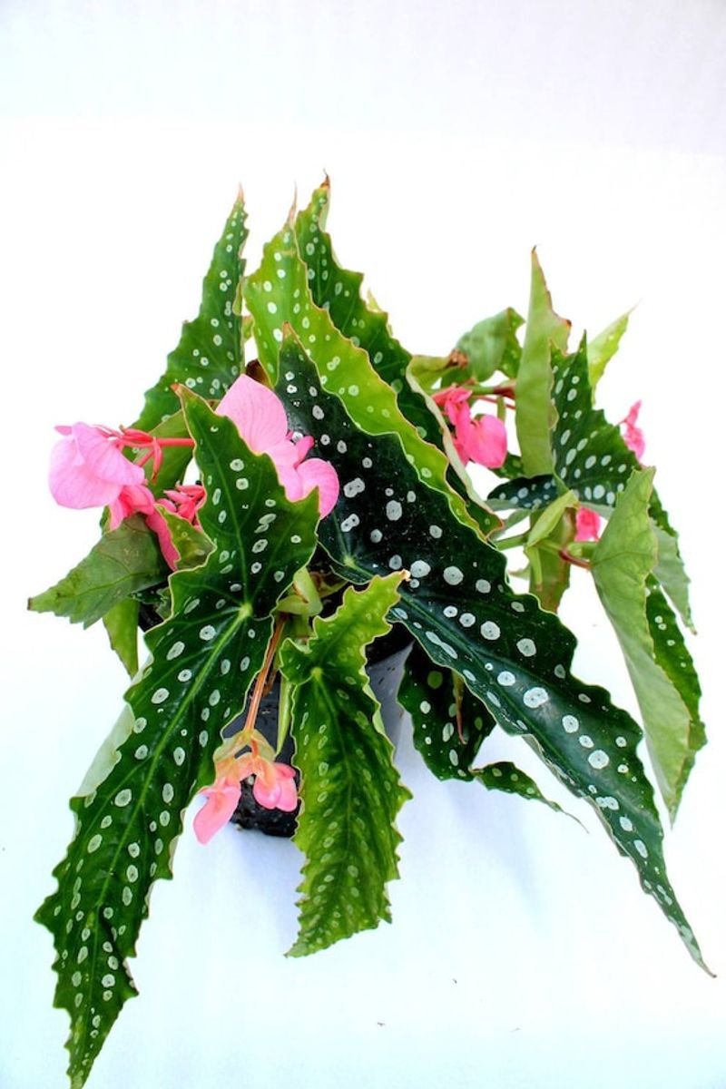 Begonia ‘My Special Angel’