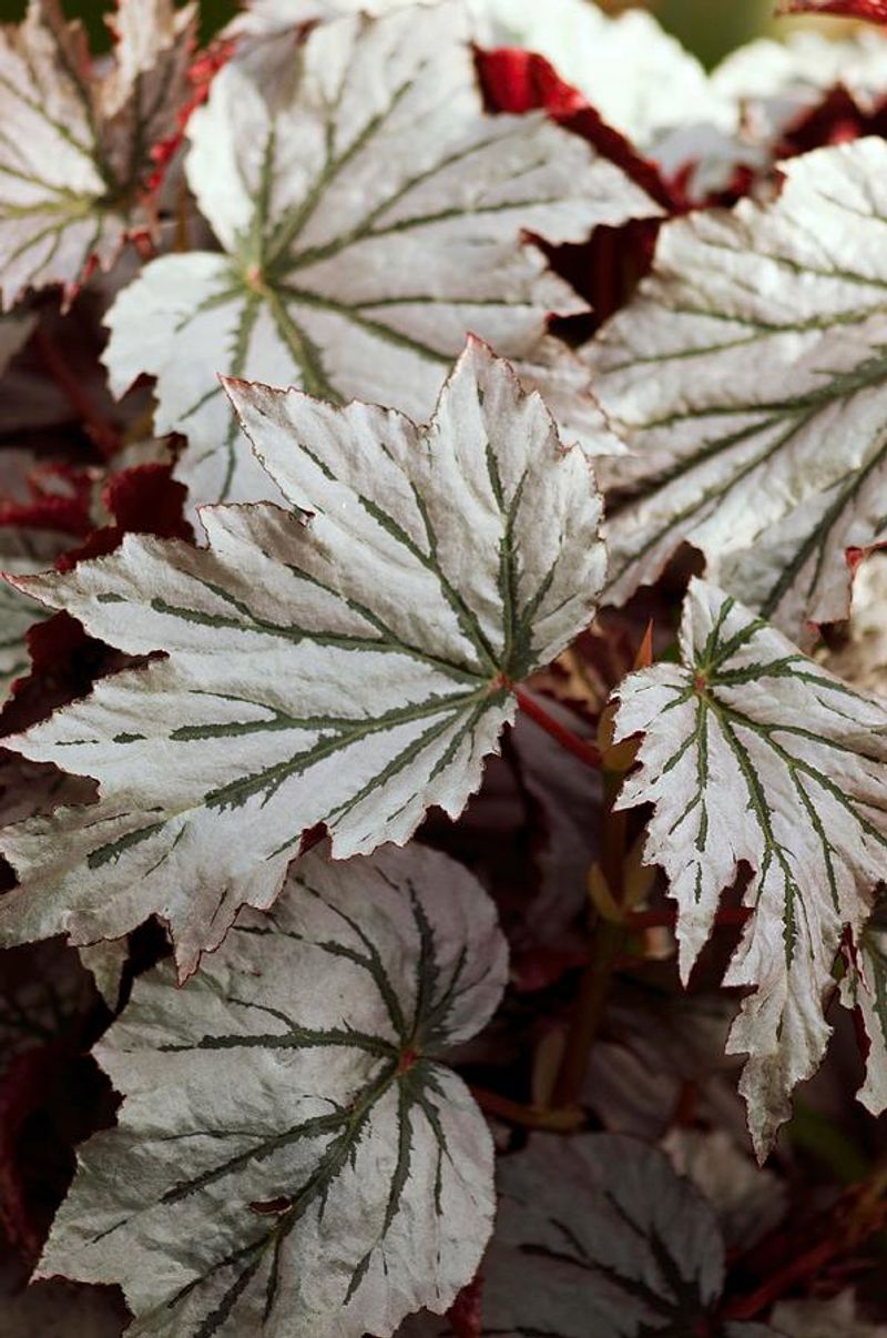 Begonia ‘Looking Glass’