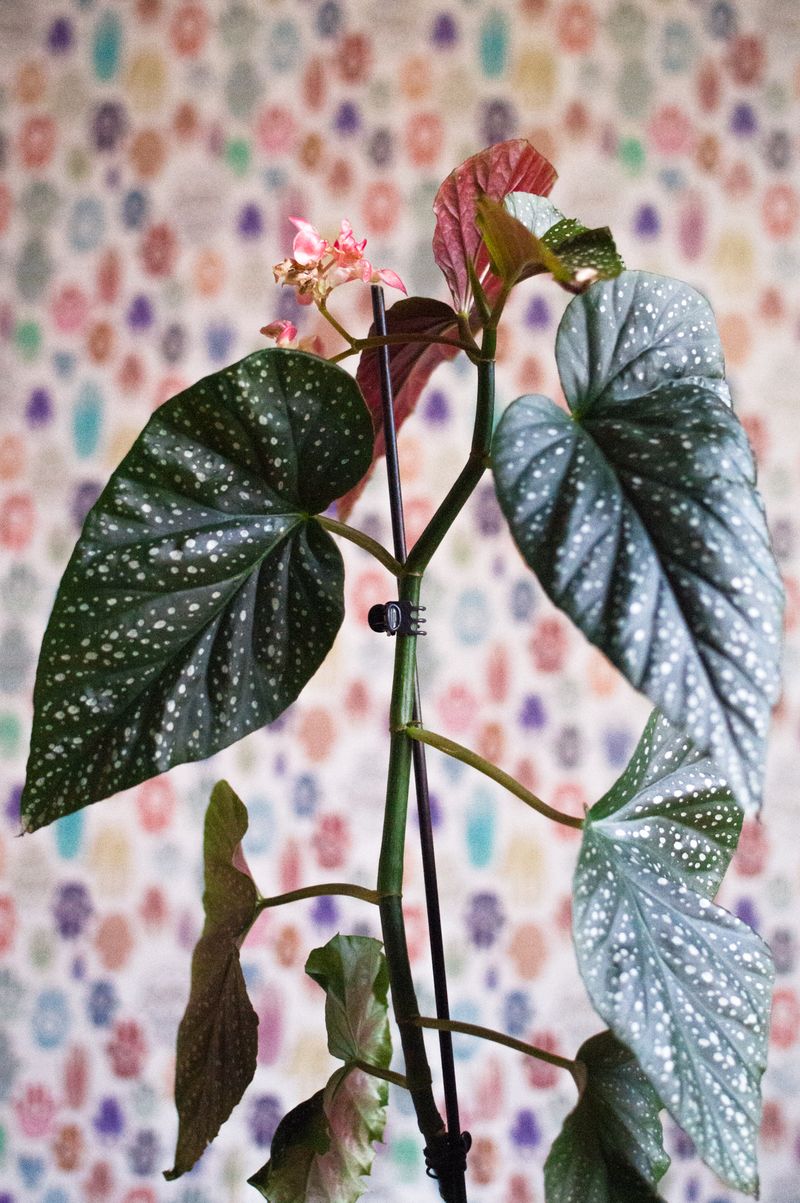 Begonia ‘Corallina de Lucerna’