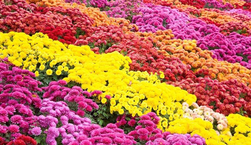 Chrysanthemum