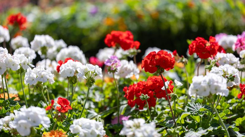 Geraniums: The Classic Choice