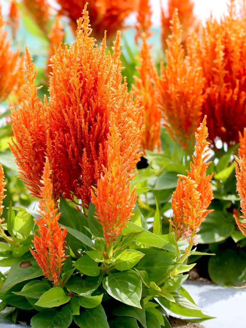 Celosia - Feathery Plumes That Last