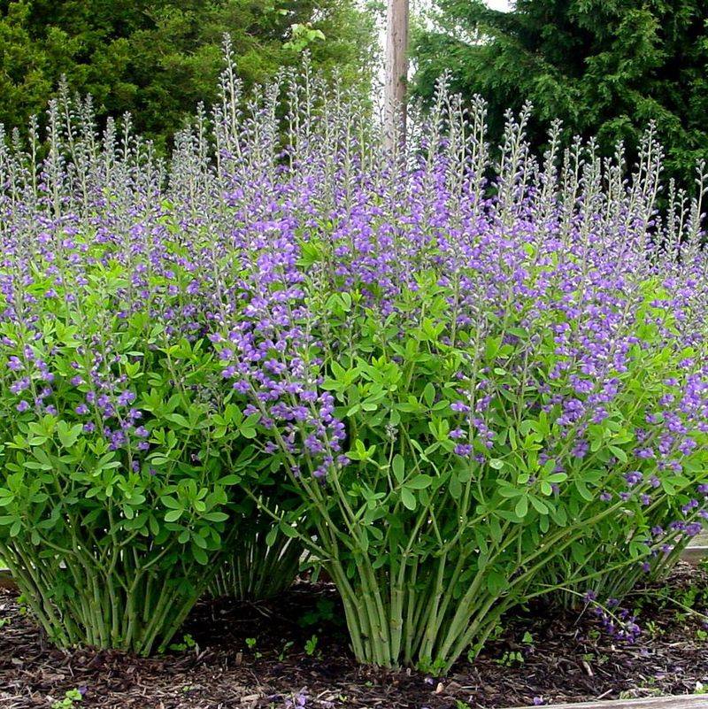 Baptisia