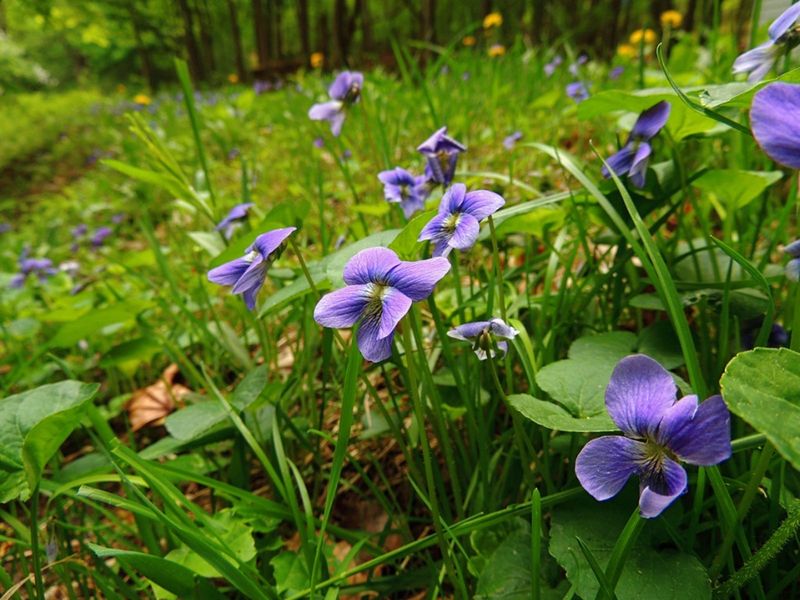 Violet (Viola)