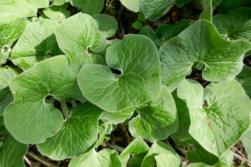 Asarum canadense (Wild Ginger)