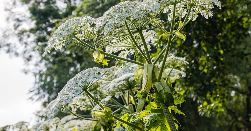 Giant Hogweed
