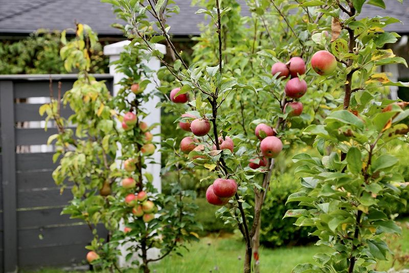 Fruit Trees (Dwarf Varieties)