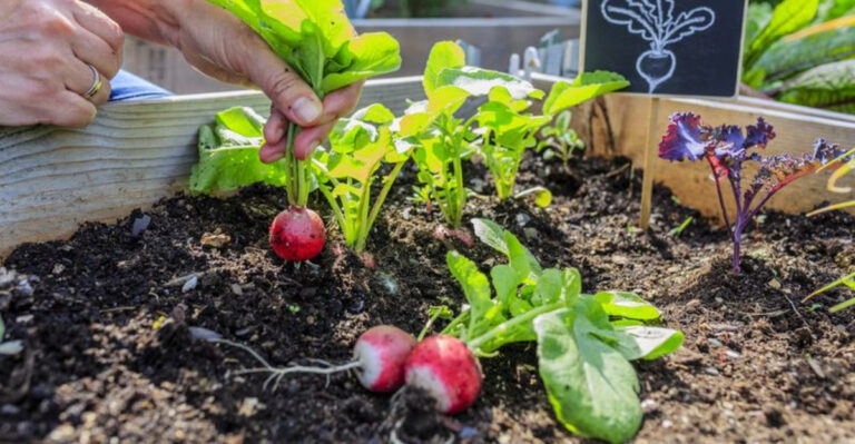 Best Vegetables to Grow in Raised Beds in Arkansas Right Now (And 5 That Hate Them)