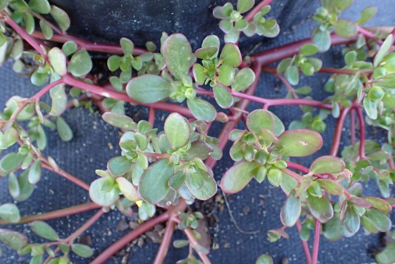 Purslane