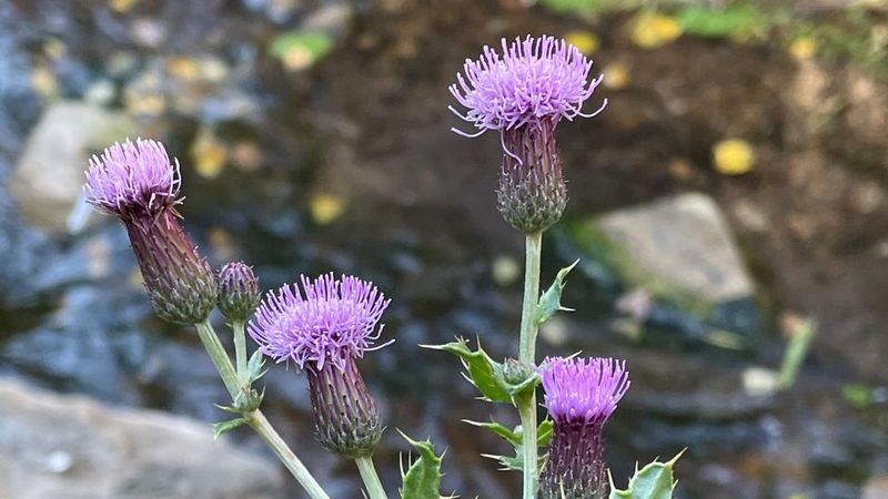 Canada Thistle