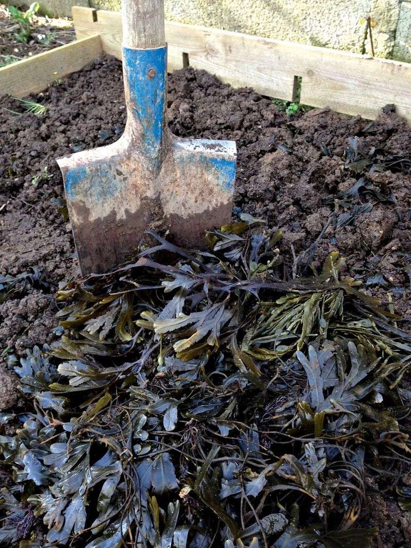 Seaweed Mulch Marvel