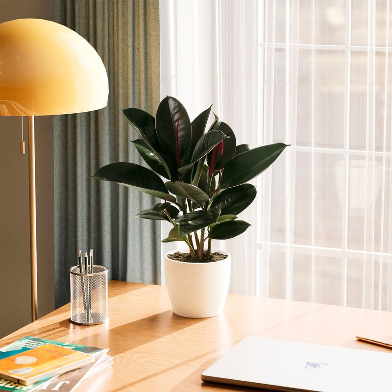 Rubber Plant (Ficus elastica)