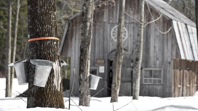 Maple Trees Know When Sugar Season Begins