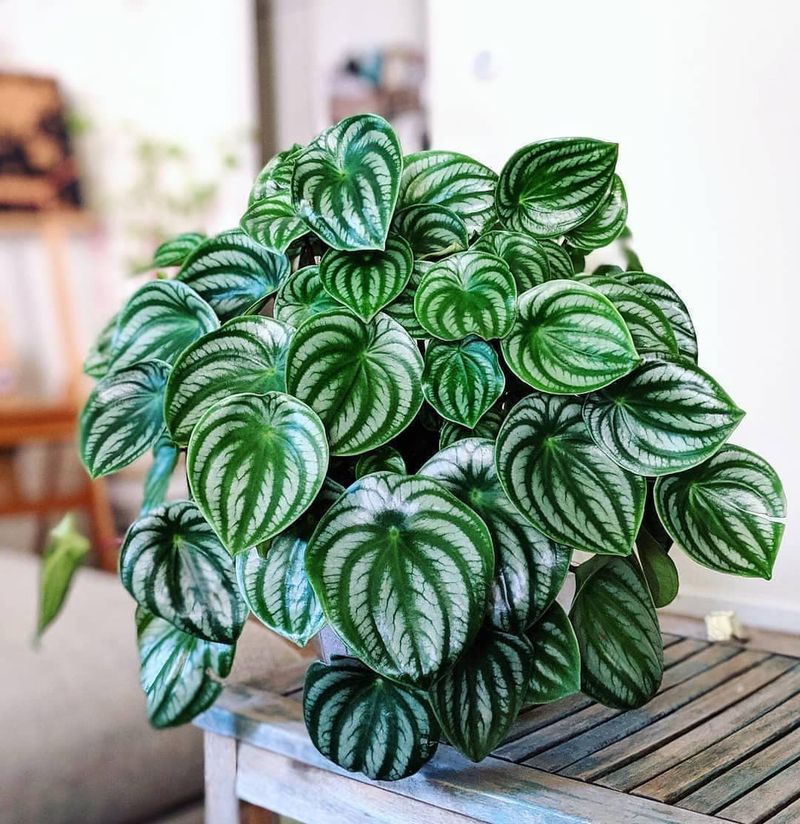 Peperomia ‘Watermelon’ (Peperomia argyreia)