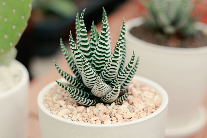 Haworthia (Haworthia spp.) – The 