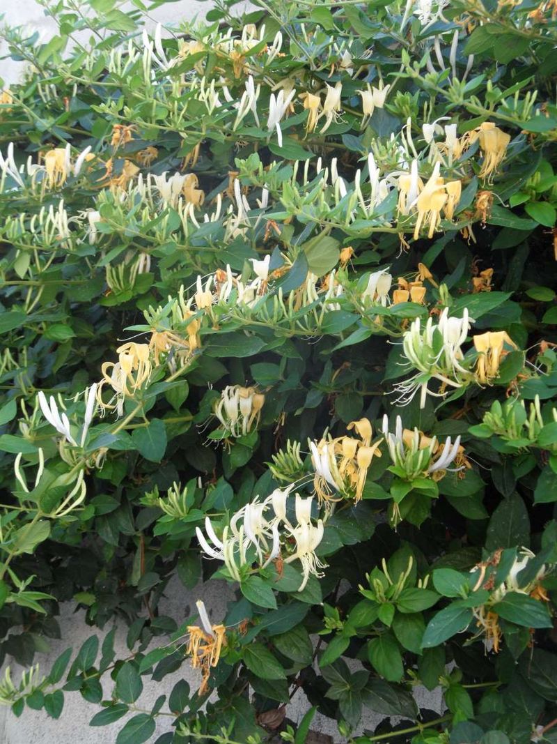 Japanese Honeysuckle