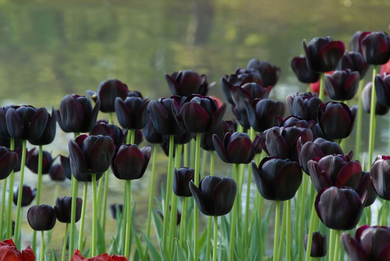 Black Tulip (*Tulipa 'Queen of Night')