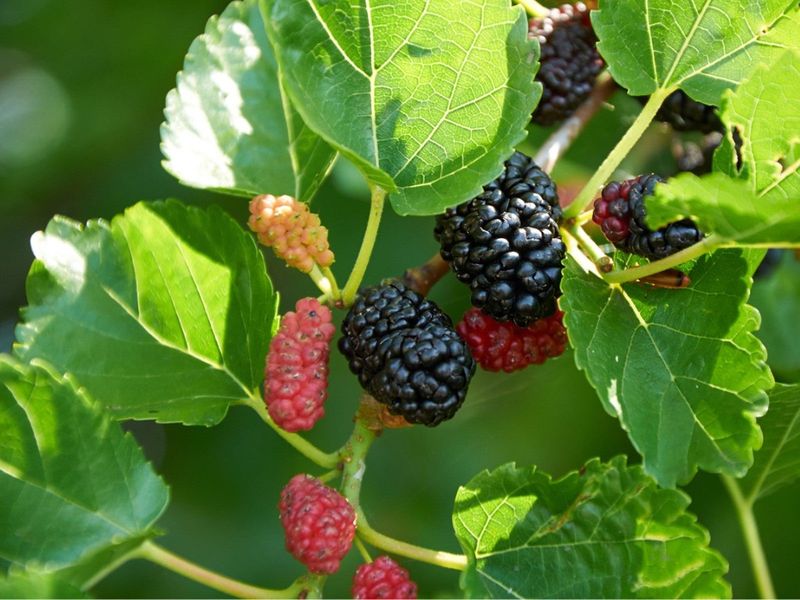 Mulberries