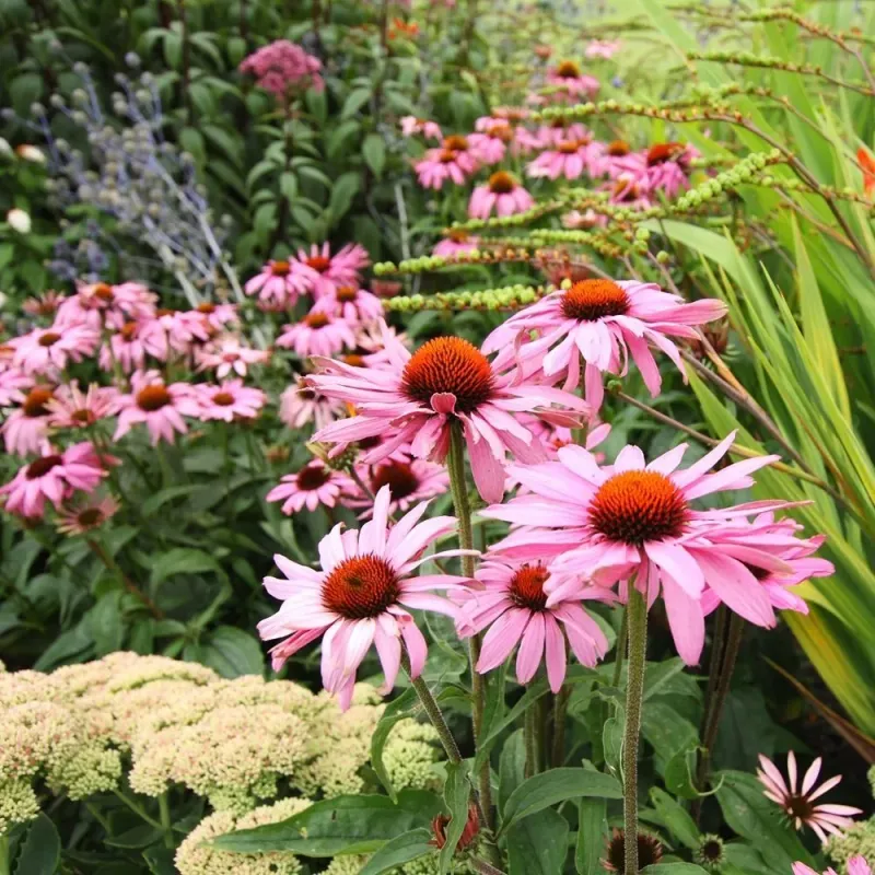 Coneflowers