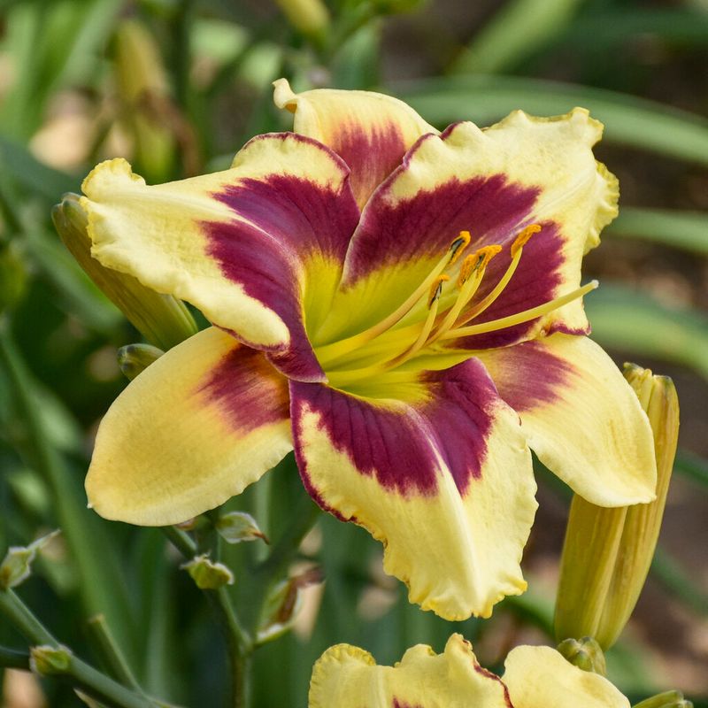 Daylily