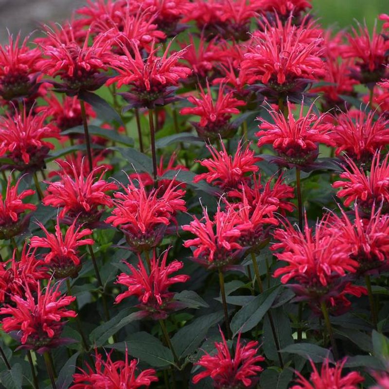Bee Balm