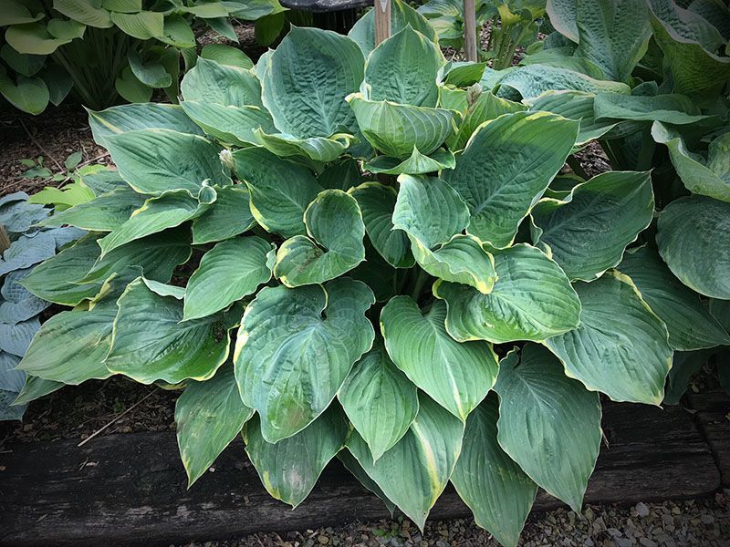 Hosta