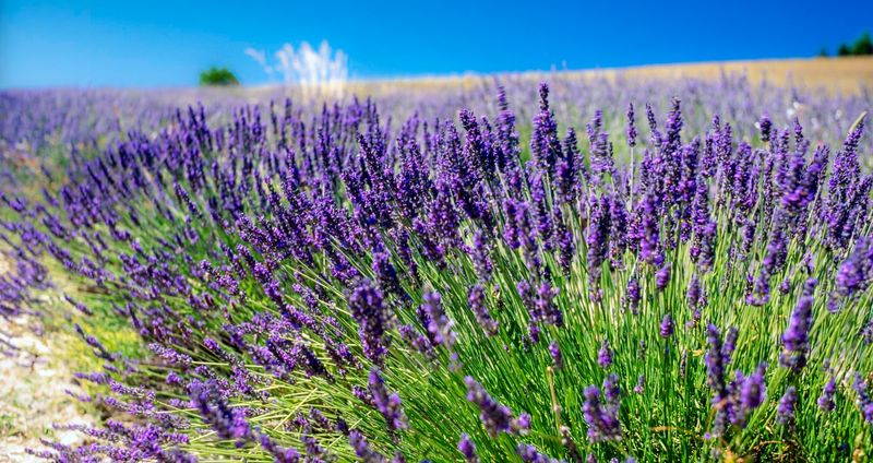 Lavender (Lavandula)