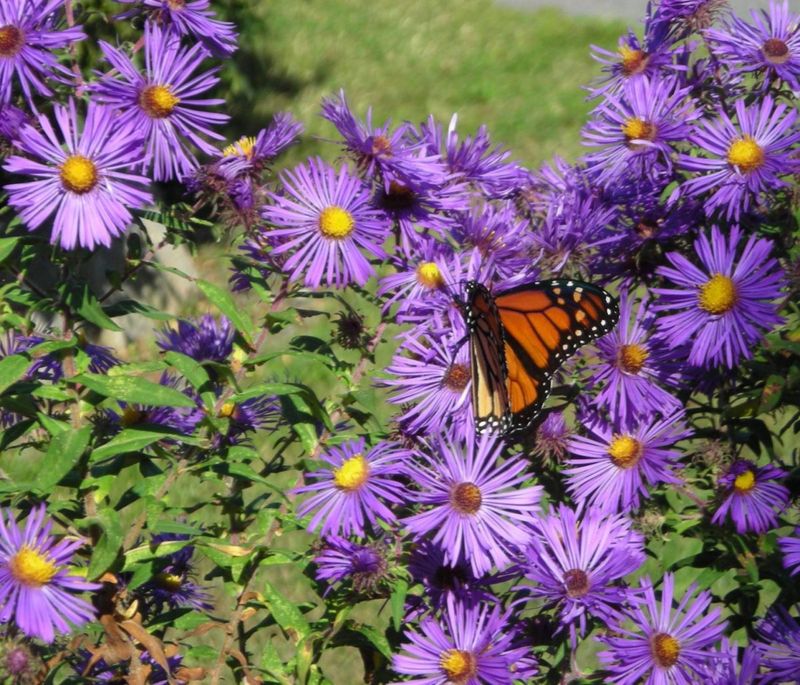 New England Aster (Symphyotrichum novae-angliae) – The Late-Season Lifeline