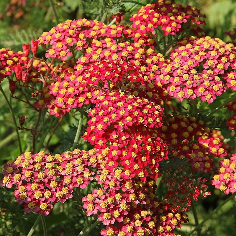 Yarrow (Achillea millefolium)
