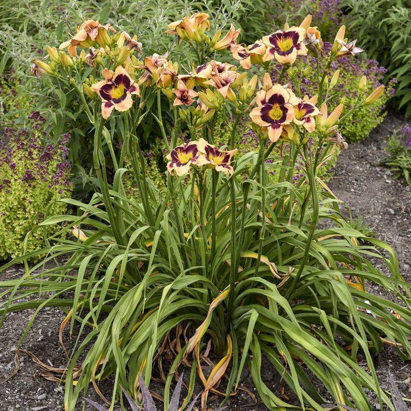 Daylily (Hemerocallis)