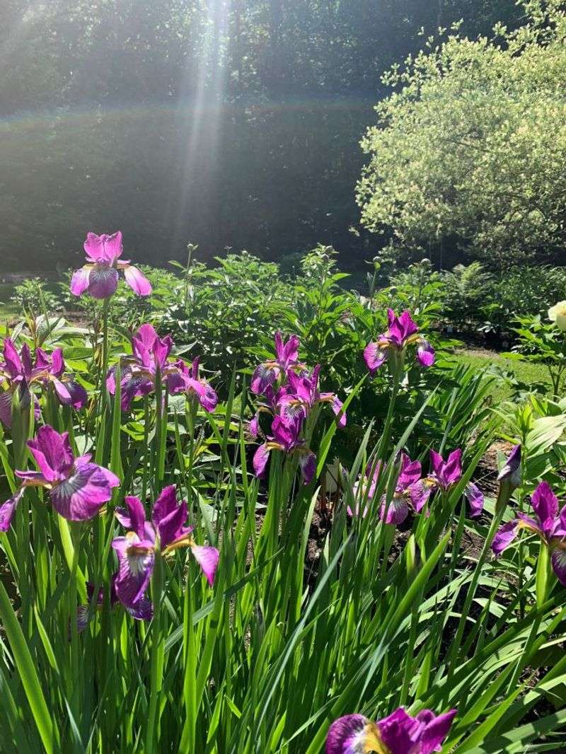 Siberian Iris