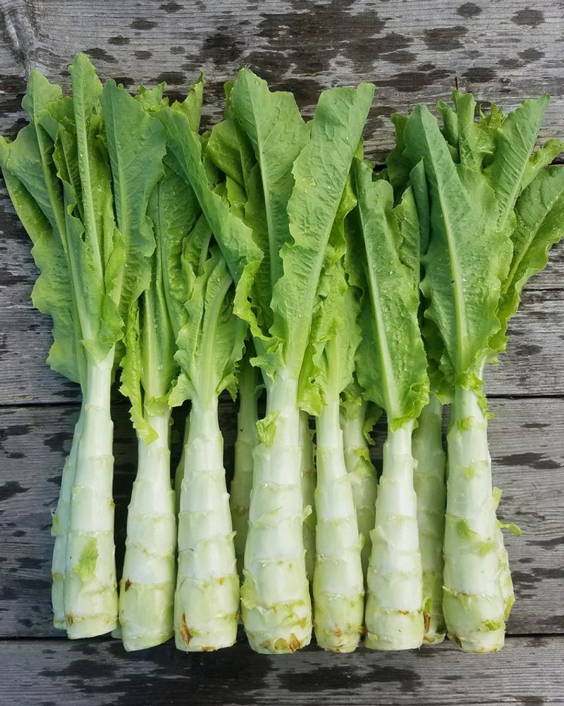 Celtuce (Stem Lettuce)