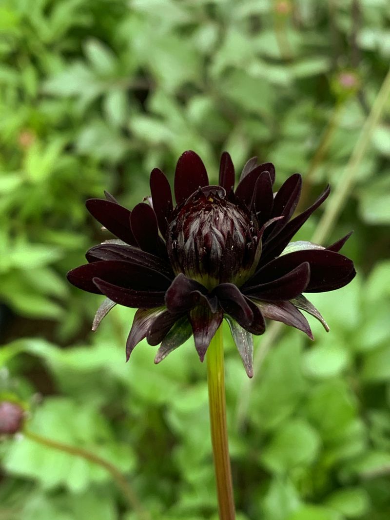 Black Chocolate Cosmos (Cosmos atrosanguineus)