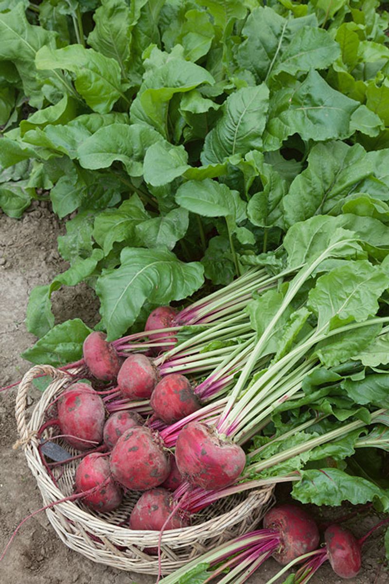 Lutz Green Leaf Beet