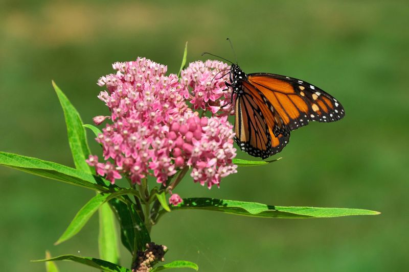 Swamp Milkweed