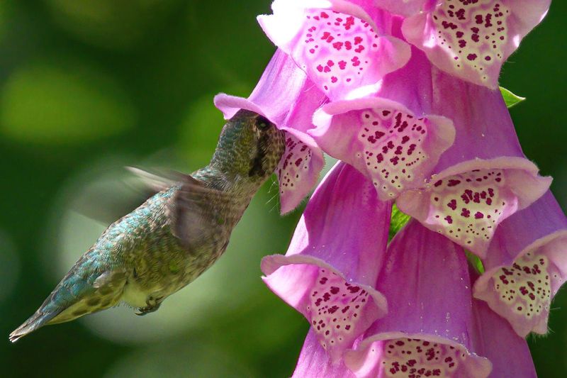 Foxglove