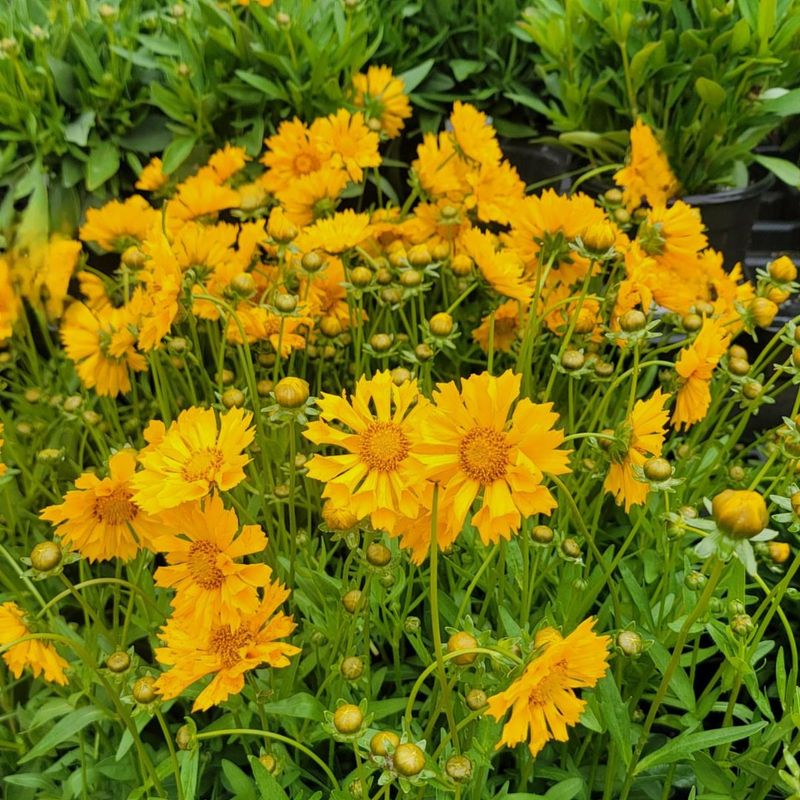 Coreopsis