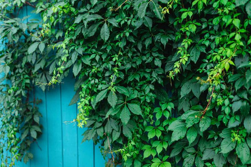 Virginia Creeper (Parthenocissus quinquefolia)