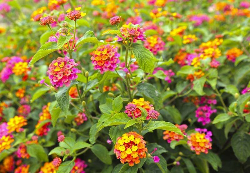 Lantana (Lantana camara)