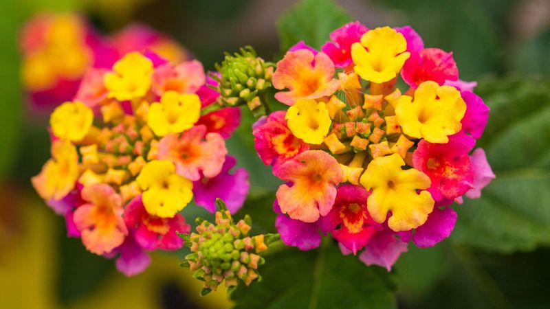 Lantana